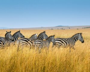 Zebra Migration Uganda
