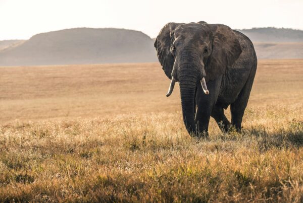 Murchison Falls Wildlife Checklist