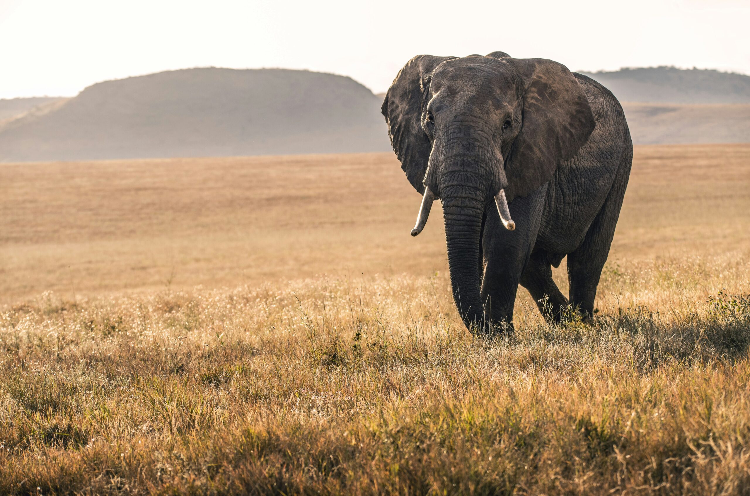 Murchison Falls Wildlife Checklist
