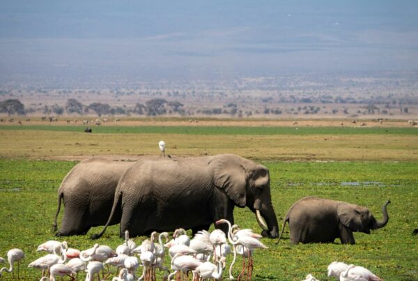 Murchison Falls vs Amboseli