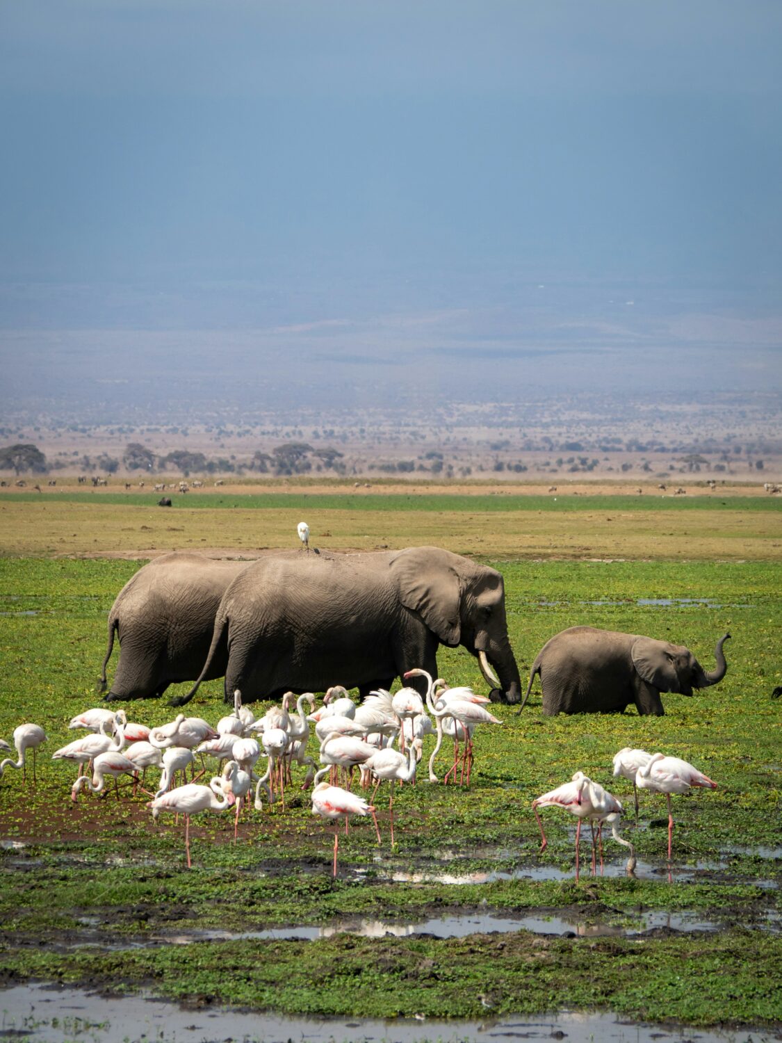 Murchison Falls vs Amboseli