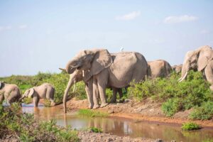 Murchison Falls vs Amboseli