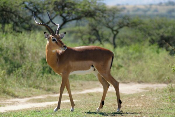 Sitatunga Uganda