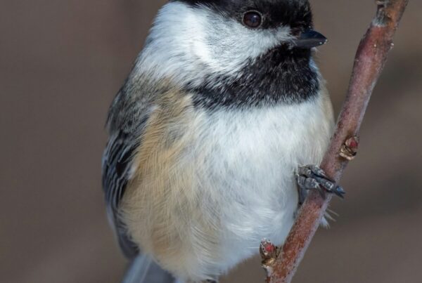 Uganda Birdwatch List