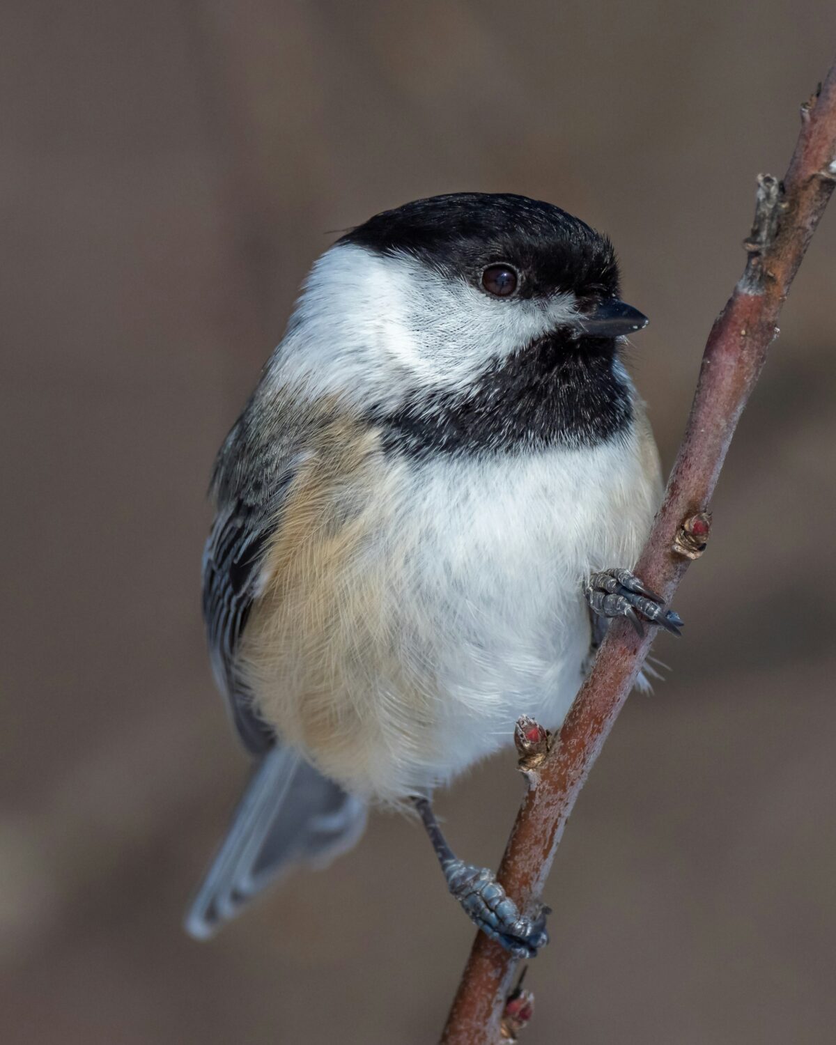 Uganda Birdwatch List