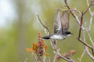 Uganda Birdwatch List