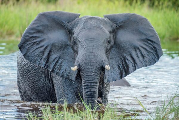 Uganda vs Botswana Safari