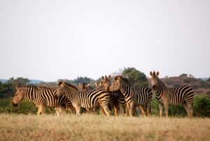 Uganda vs Botswana Safari