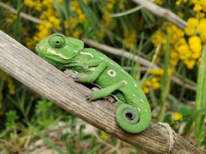 Chameleons Uganda