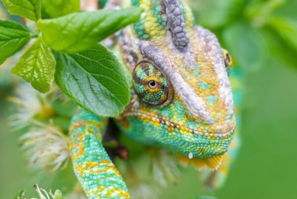 Chameleons Uganda