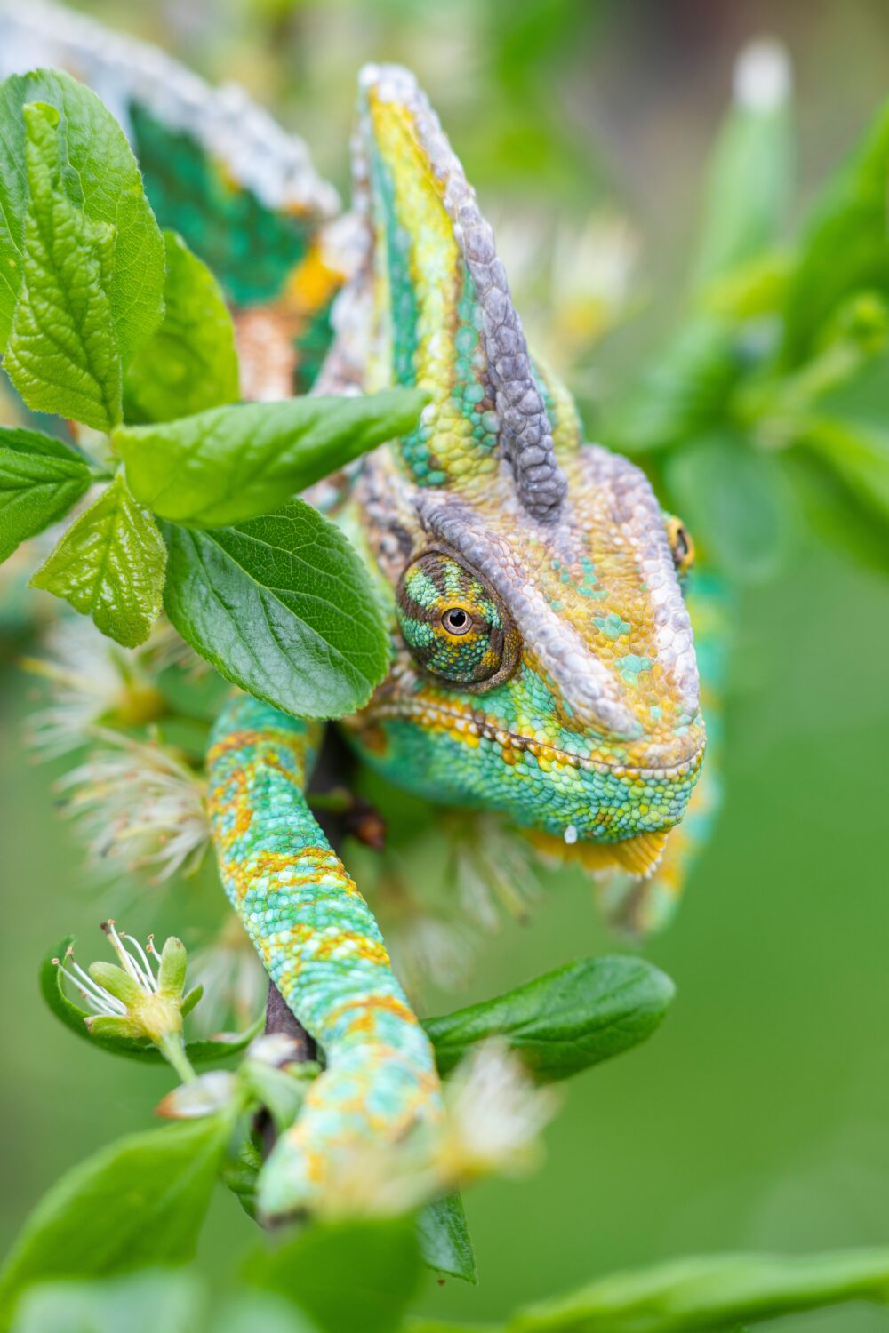 Chameleons Uganda