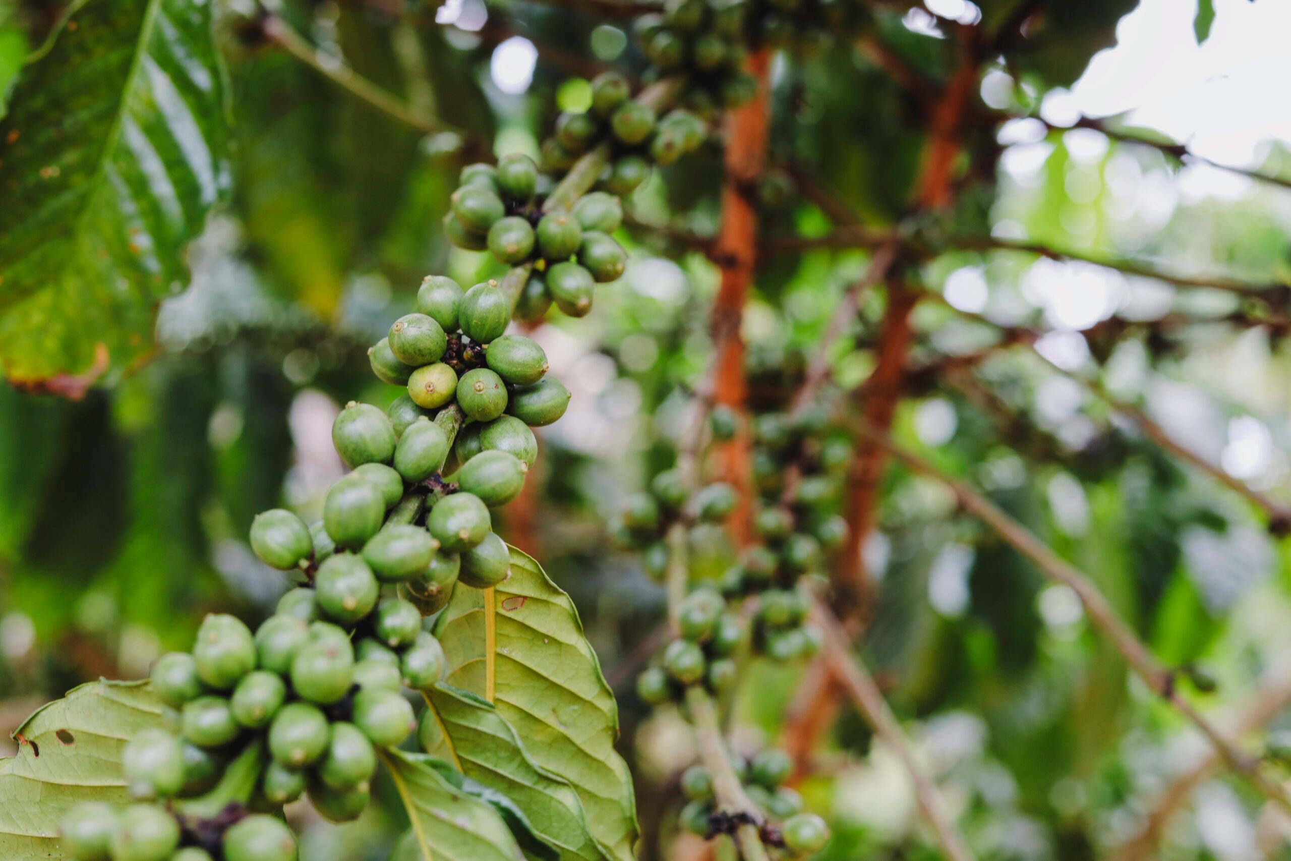 Uganda Coffee Tour