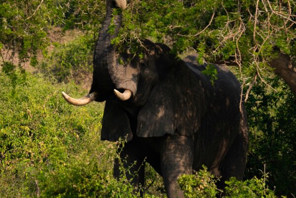Murchison Falls conservation