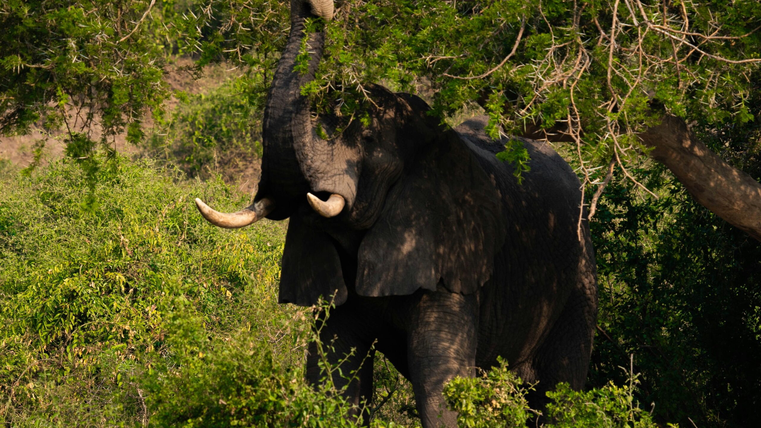 Murchison Falls conservation