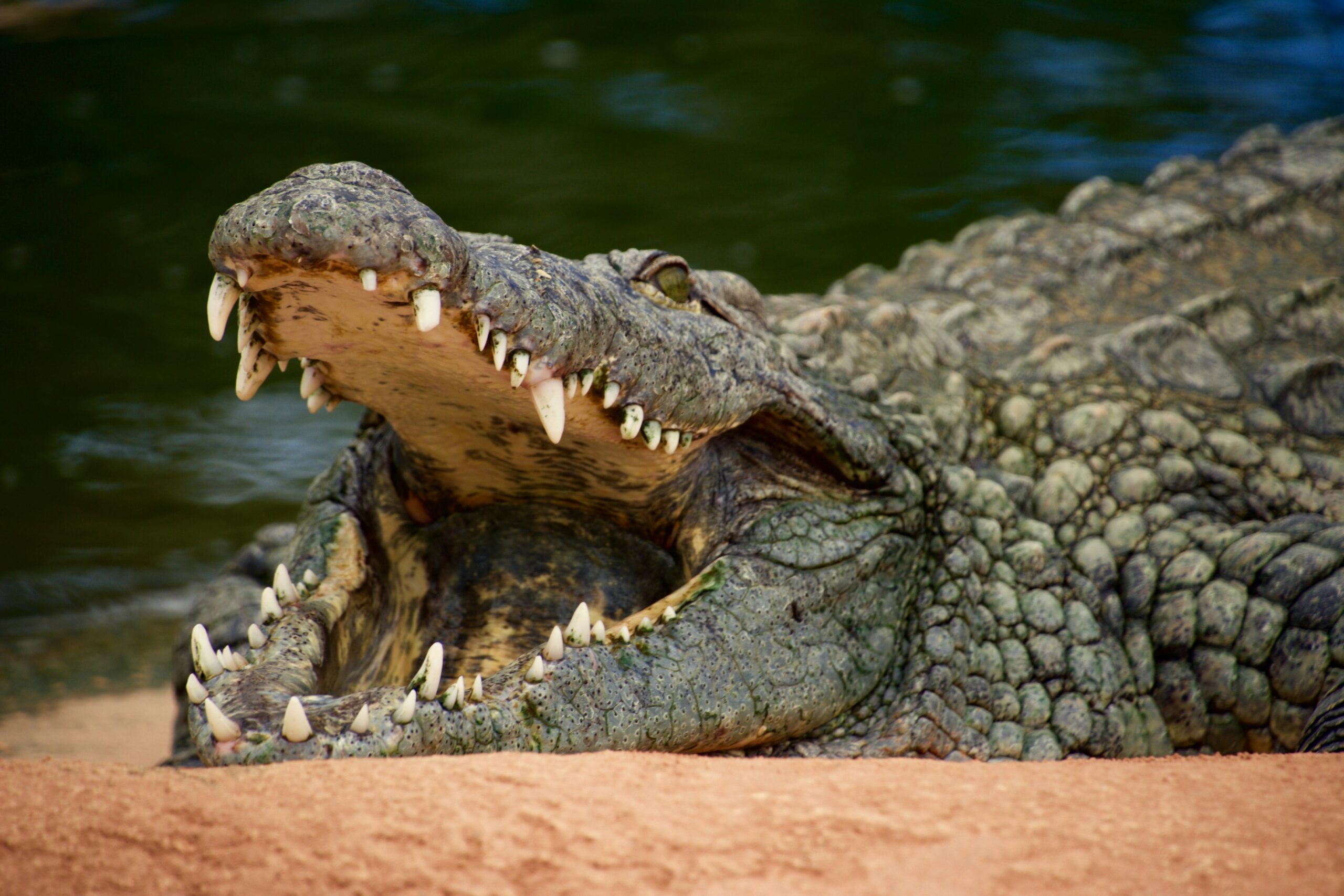 Murchison Falls crocodiles