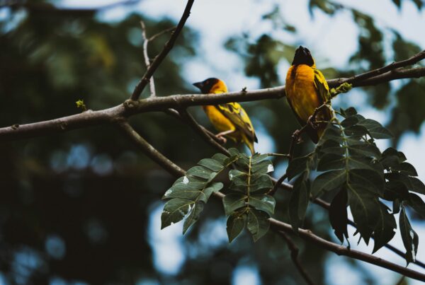 Bigodi Wetland birding
