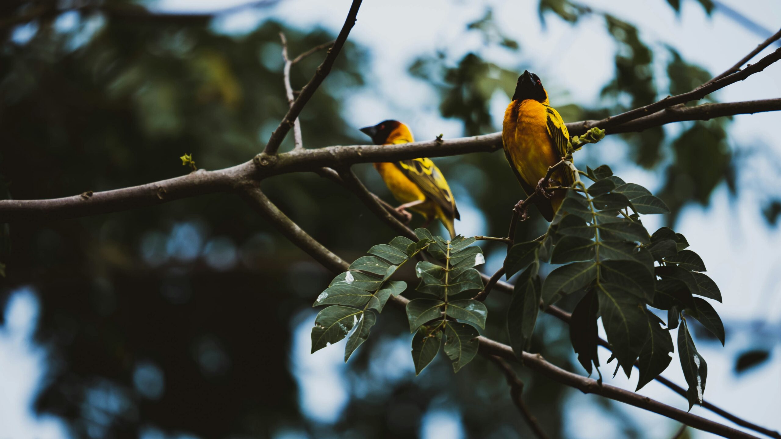 Bigodi Wetland birding