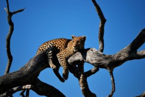 East Africa Safari