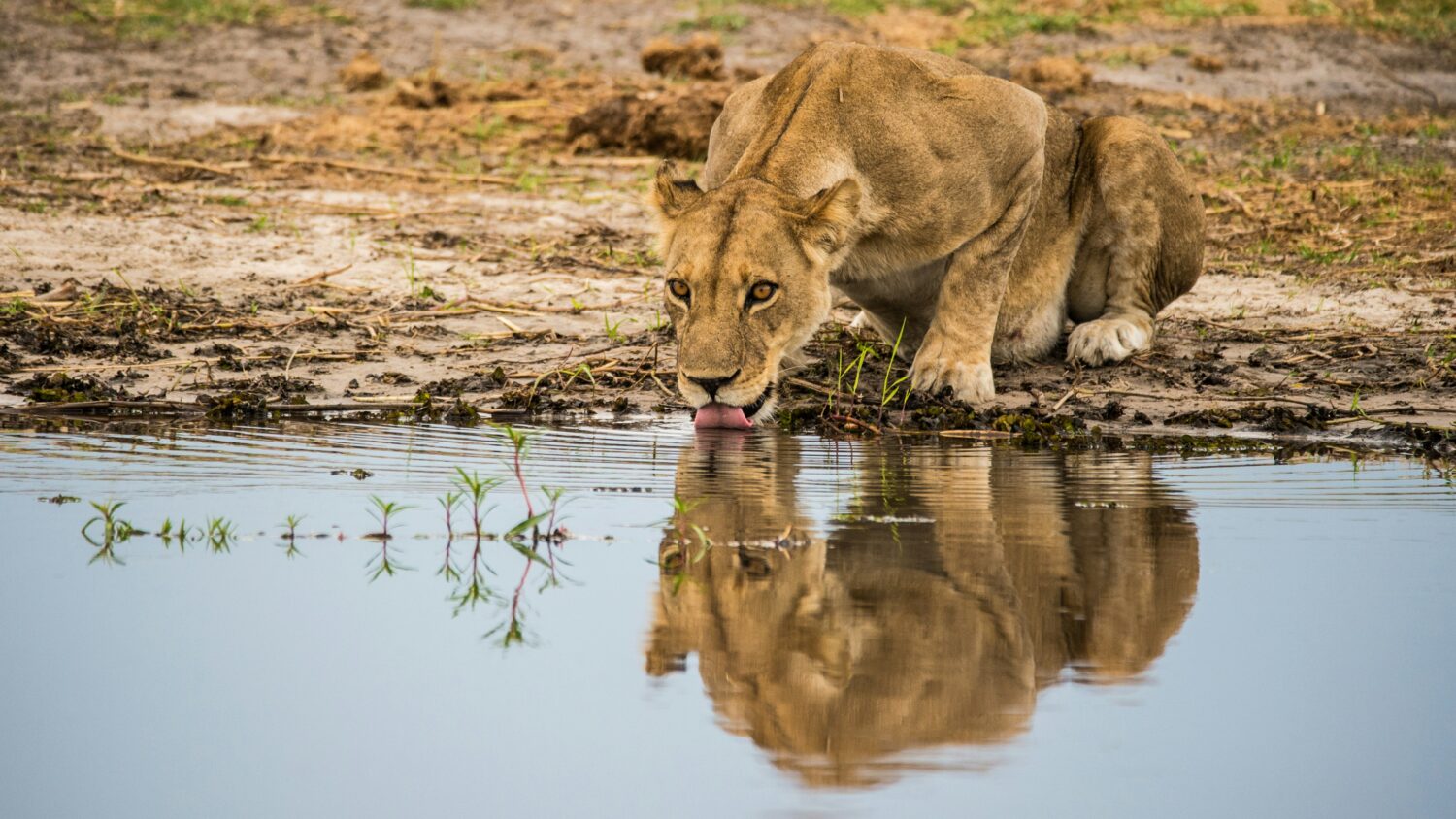 East Africa Safari