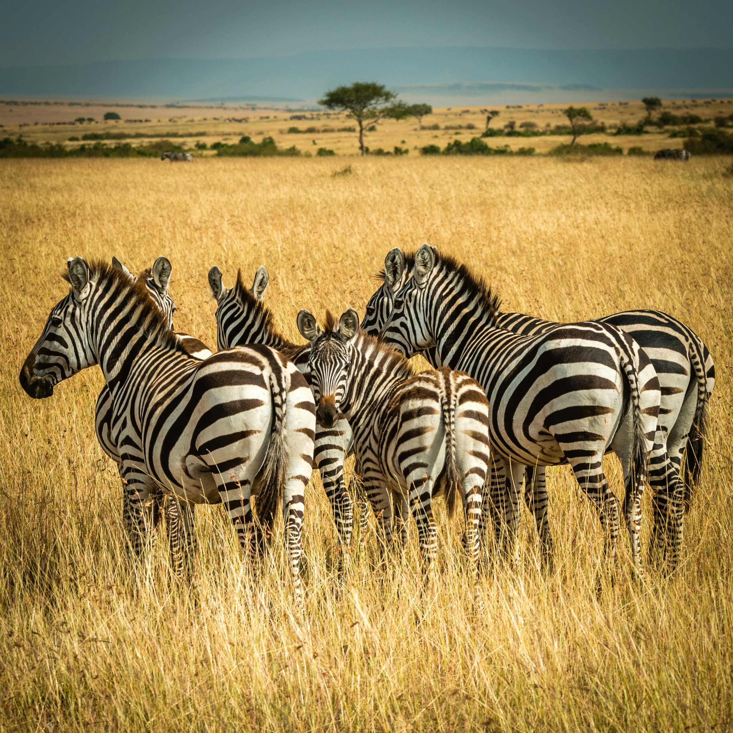 Uganda safari packages