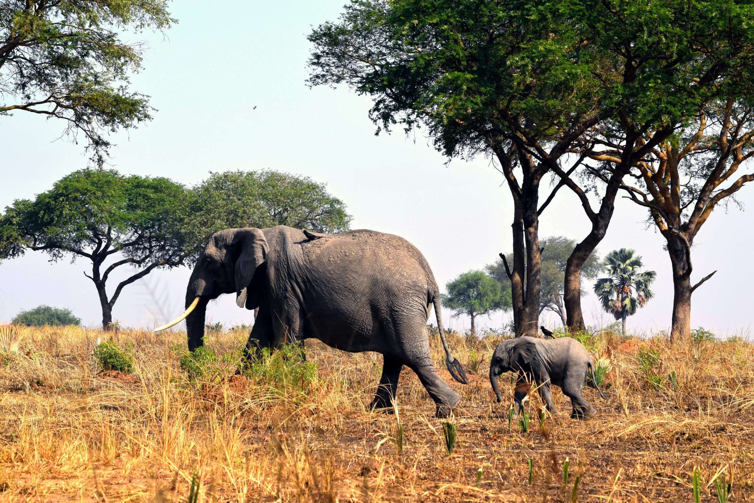 Murchison Falls Duration