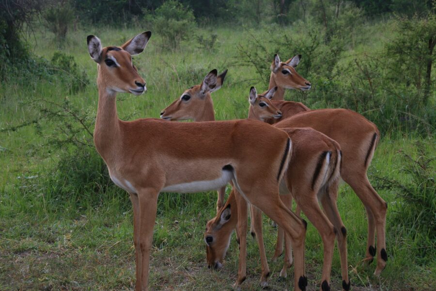 Best Time Lake Mburo