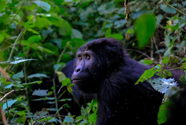 Last Minute Gorilla Permits