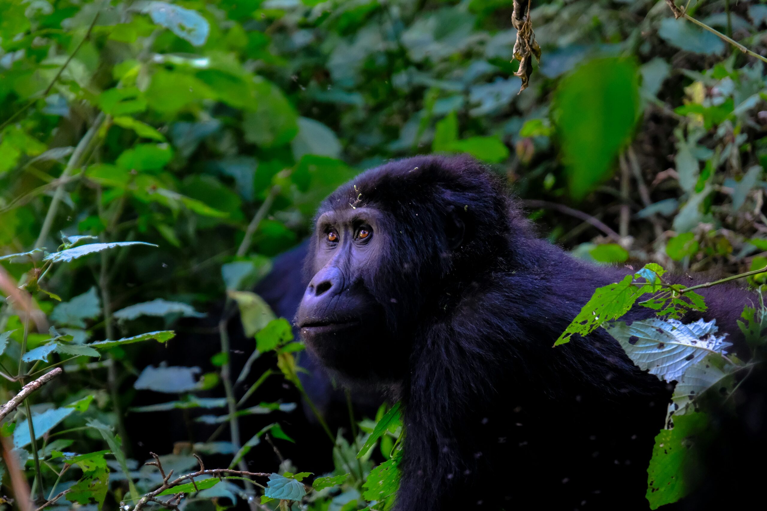 Last Minute Gorilla Permits