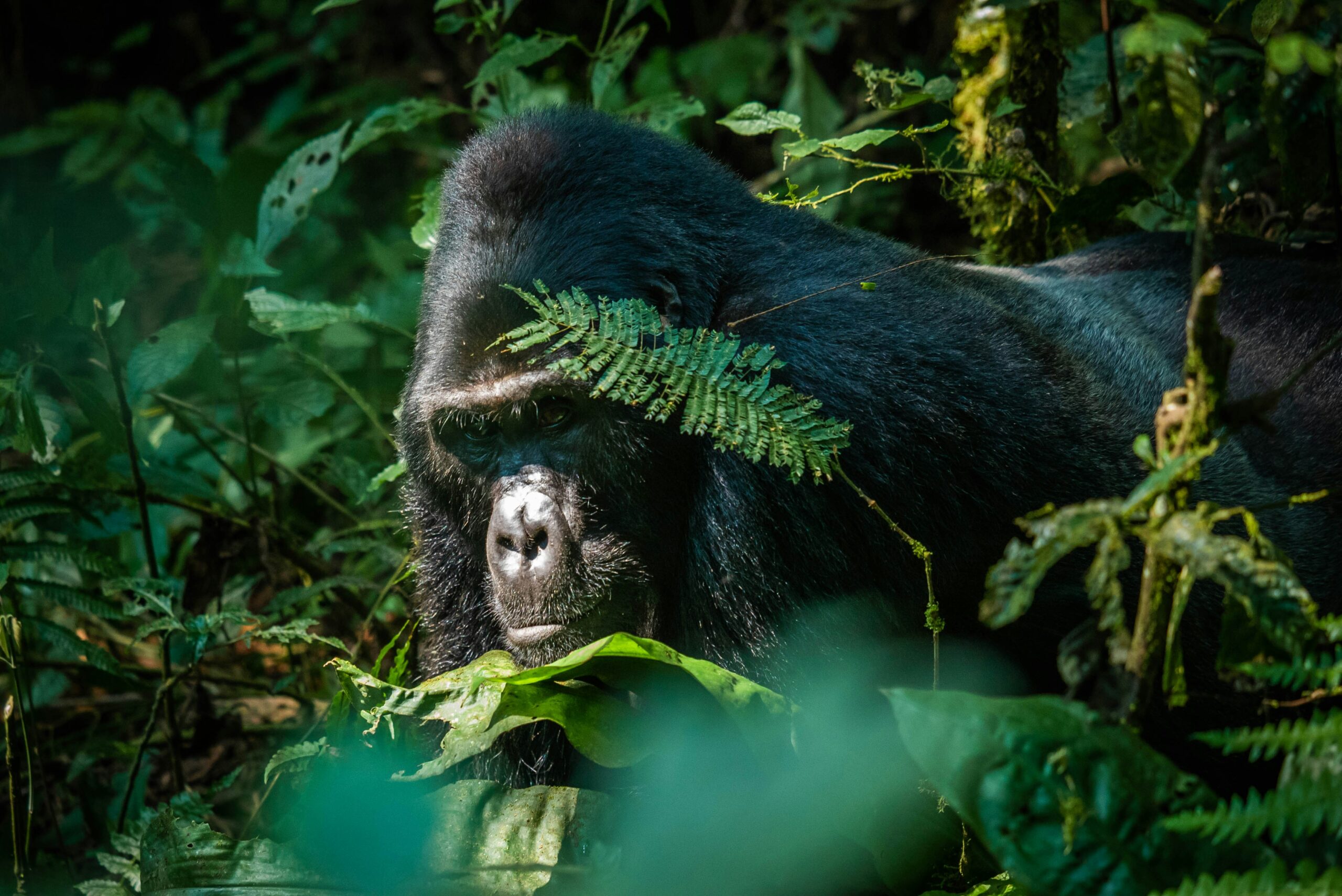 gorilla habituation vs trekking Bwindi