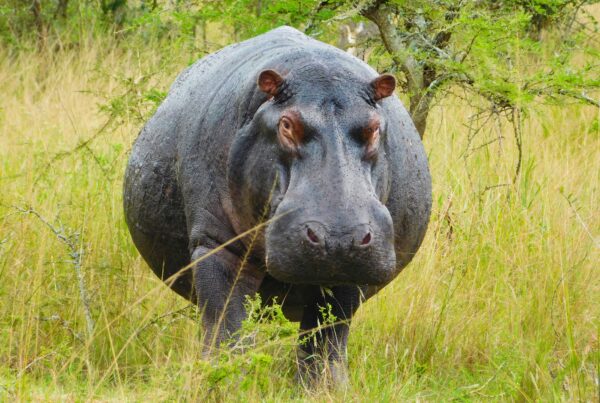 Murchison Falls Hippo Pool