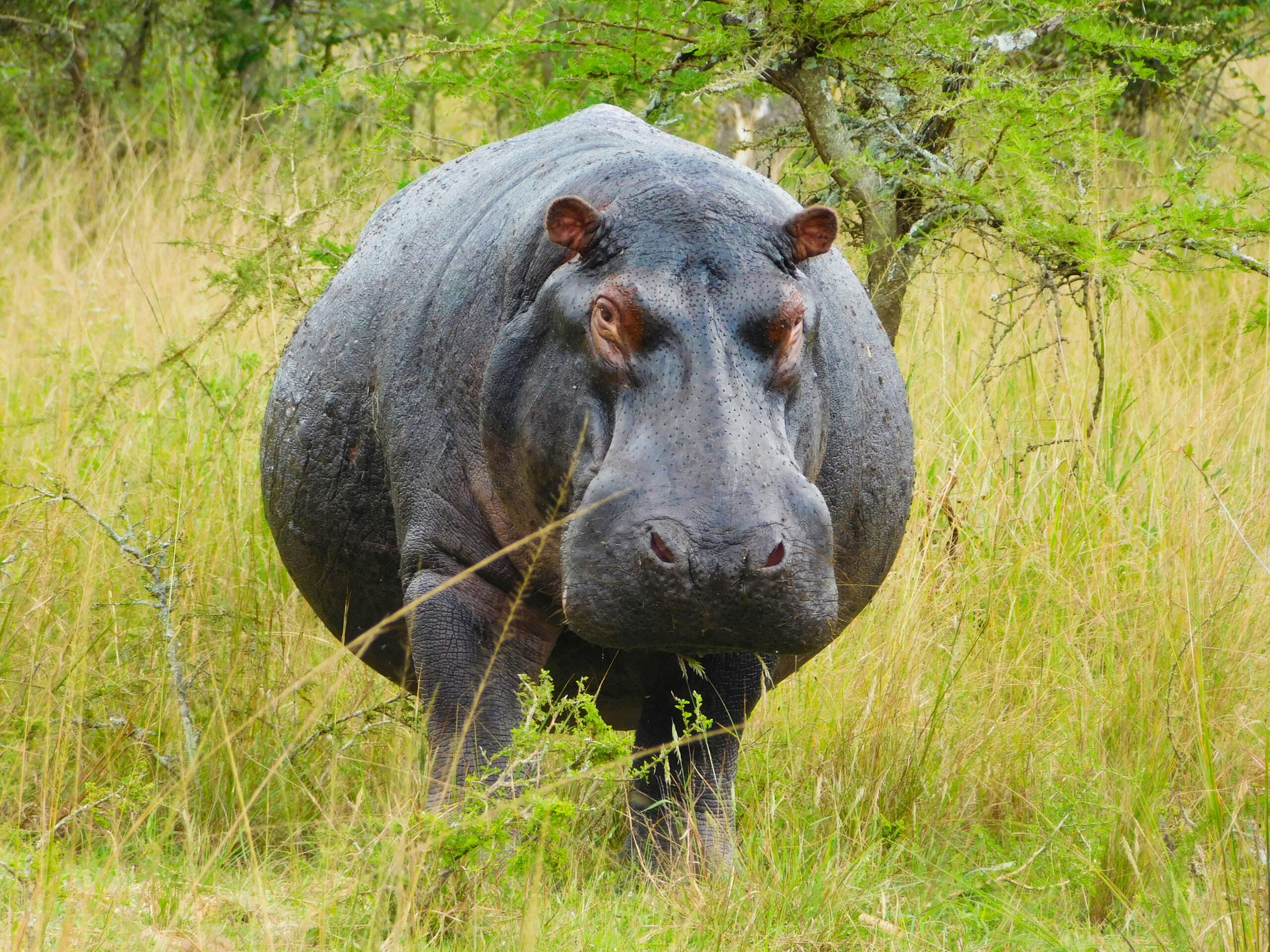 Murchison Falls Hippo Pool