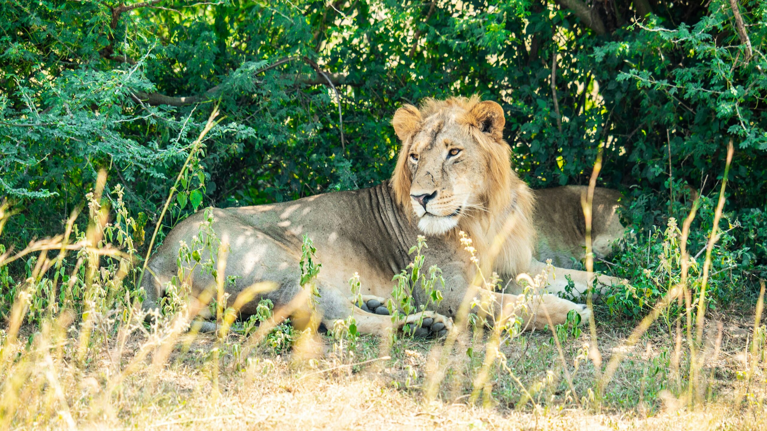 Murchison Falls vs Kibale