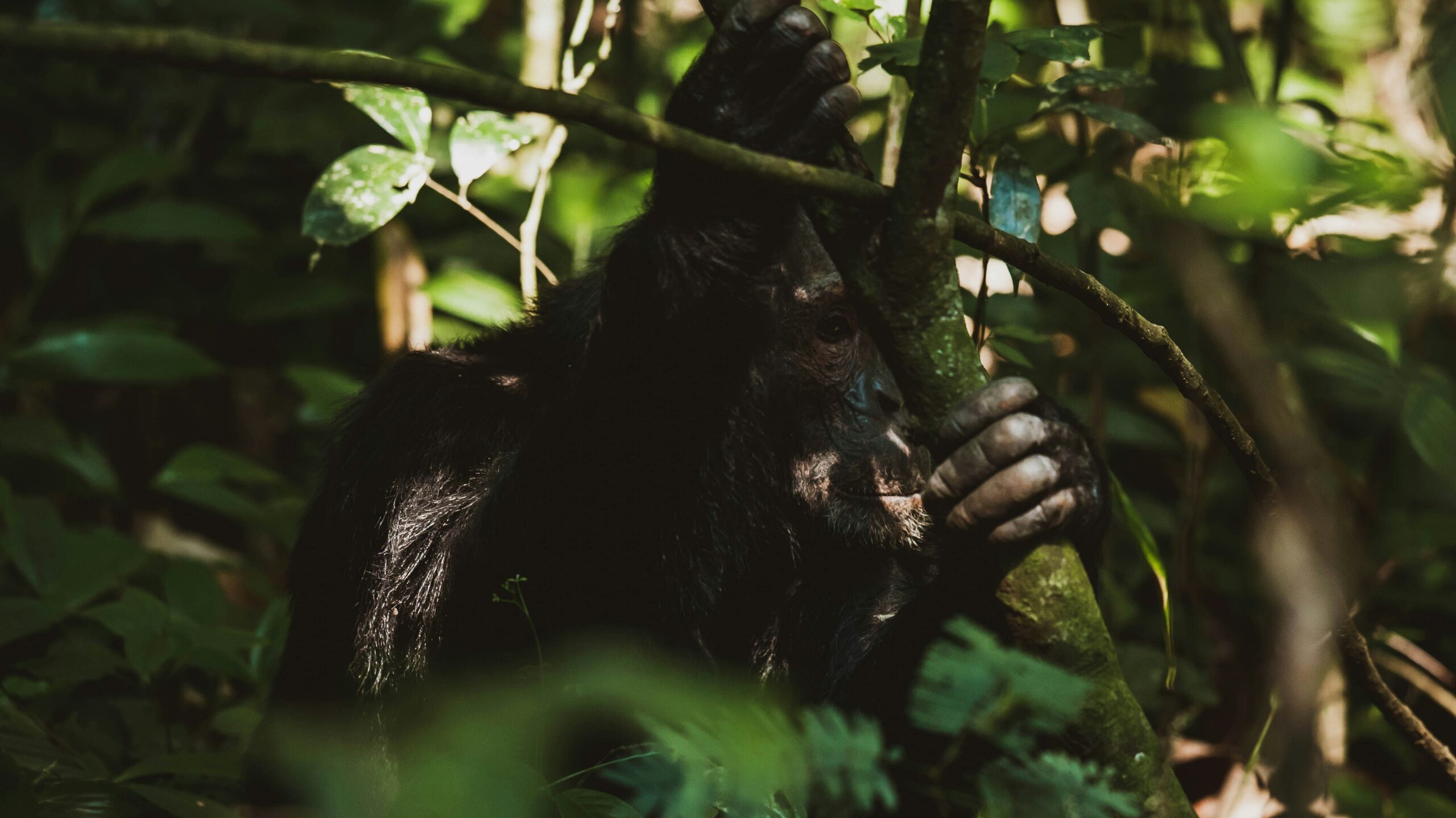 best time to visit Kibale National Park
