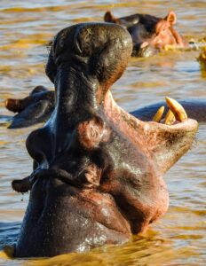 Delta Boat Tour Murchison Falls