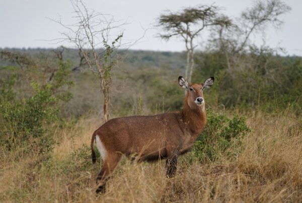 Murchison Falls vs Lake Mburo