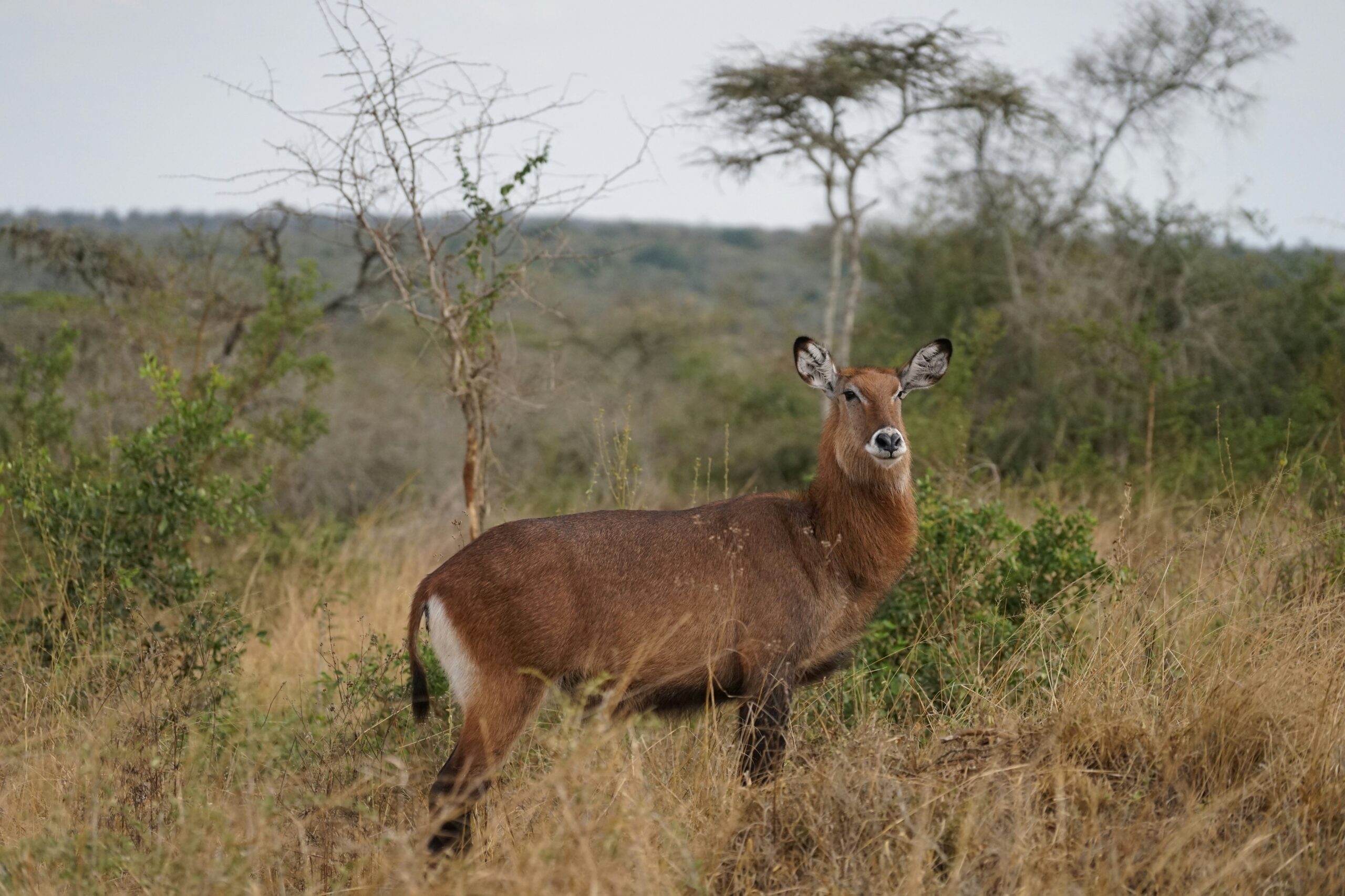 Murchison Falls vs Lake Mburo