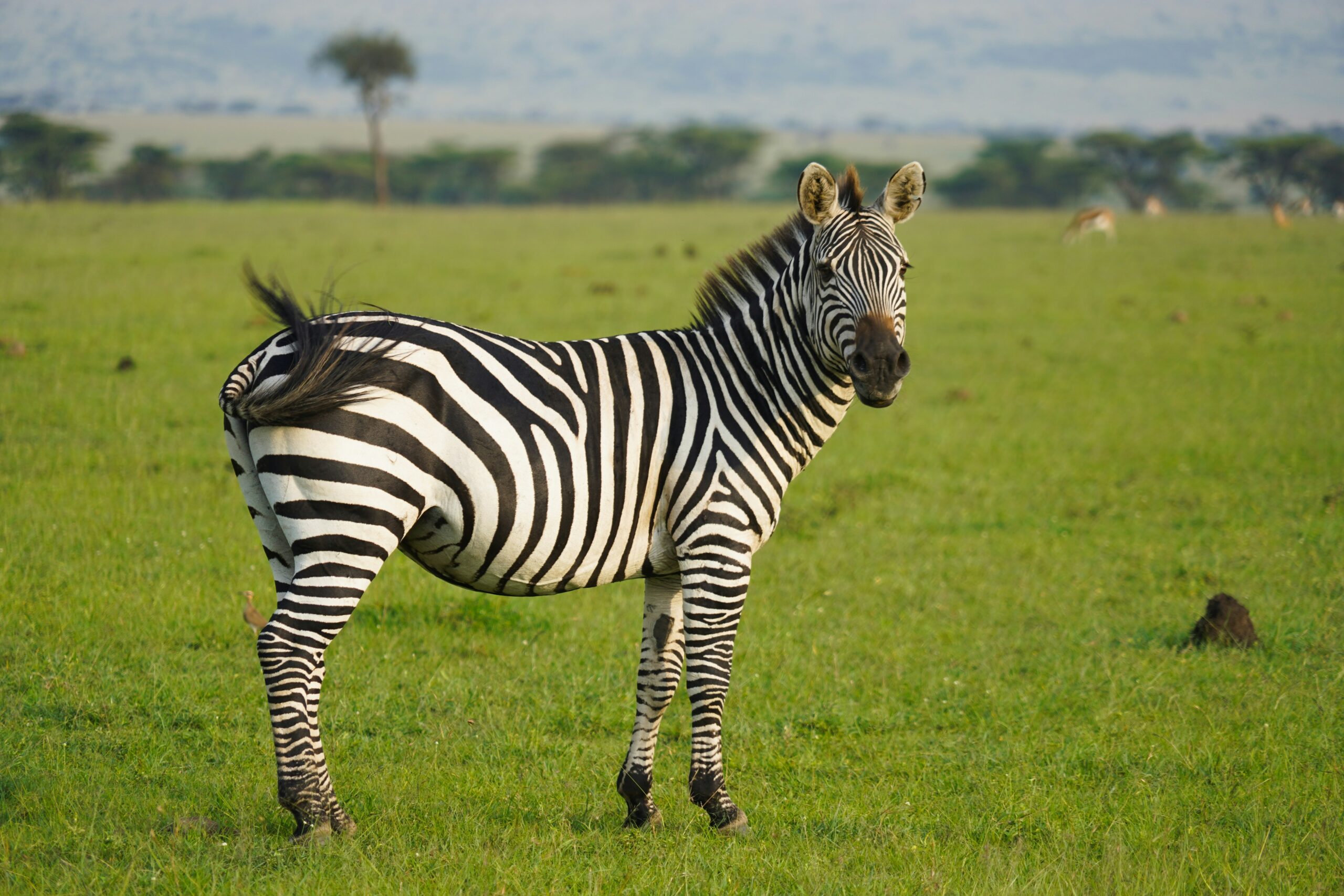 zebra in Uganda