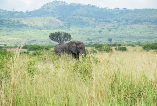 Murchison Falls Map