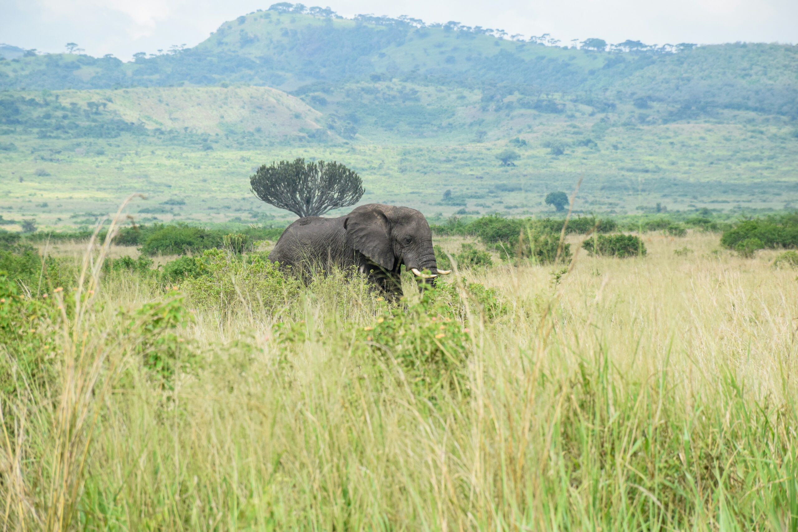 Murchison Falls Map