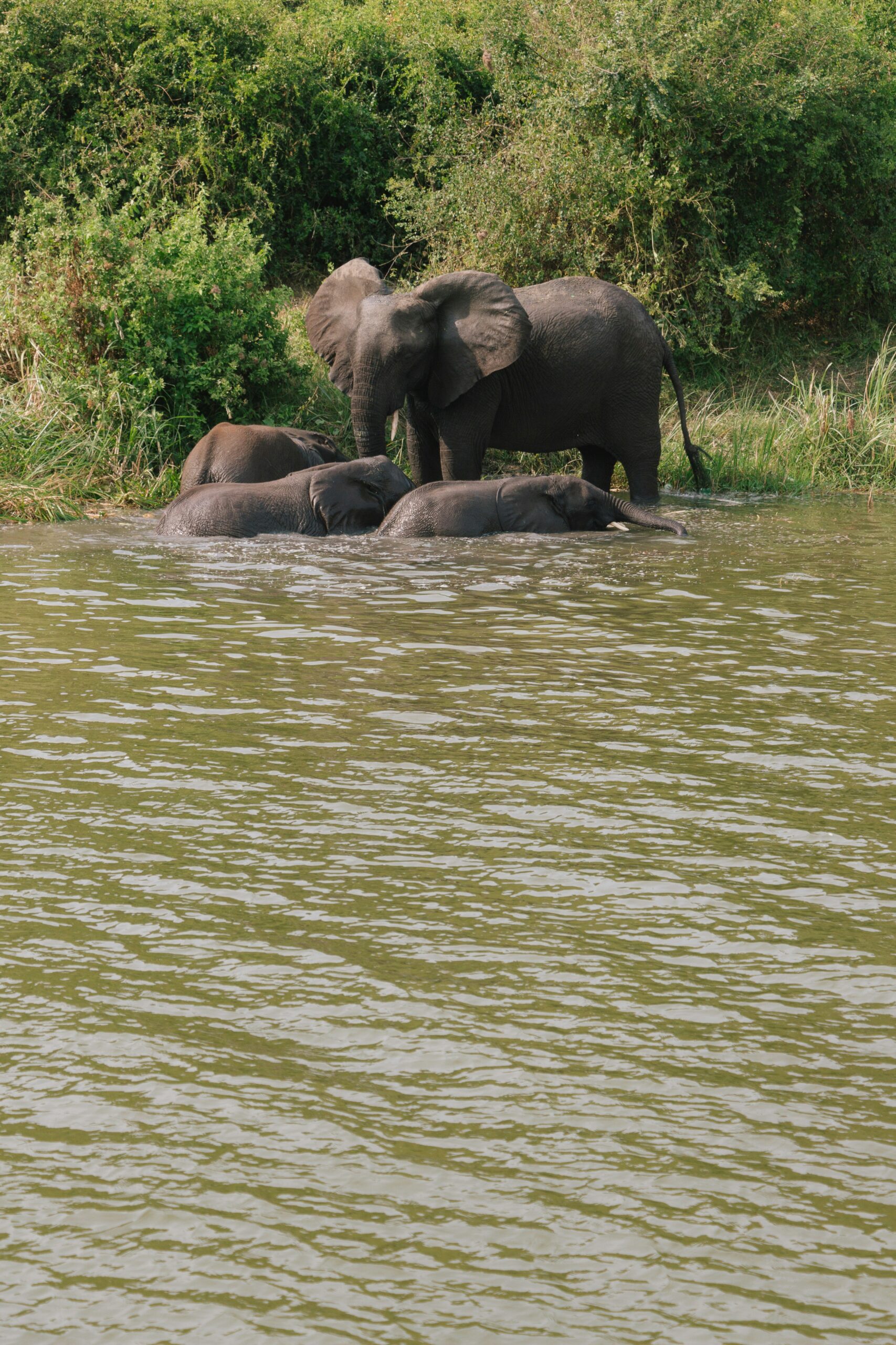 Murchison Falls Guide