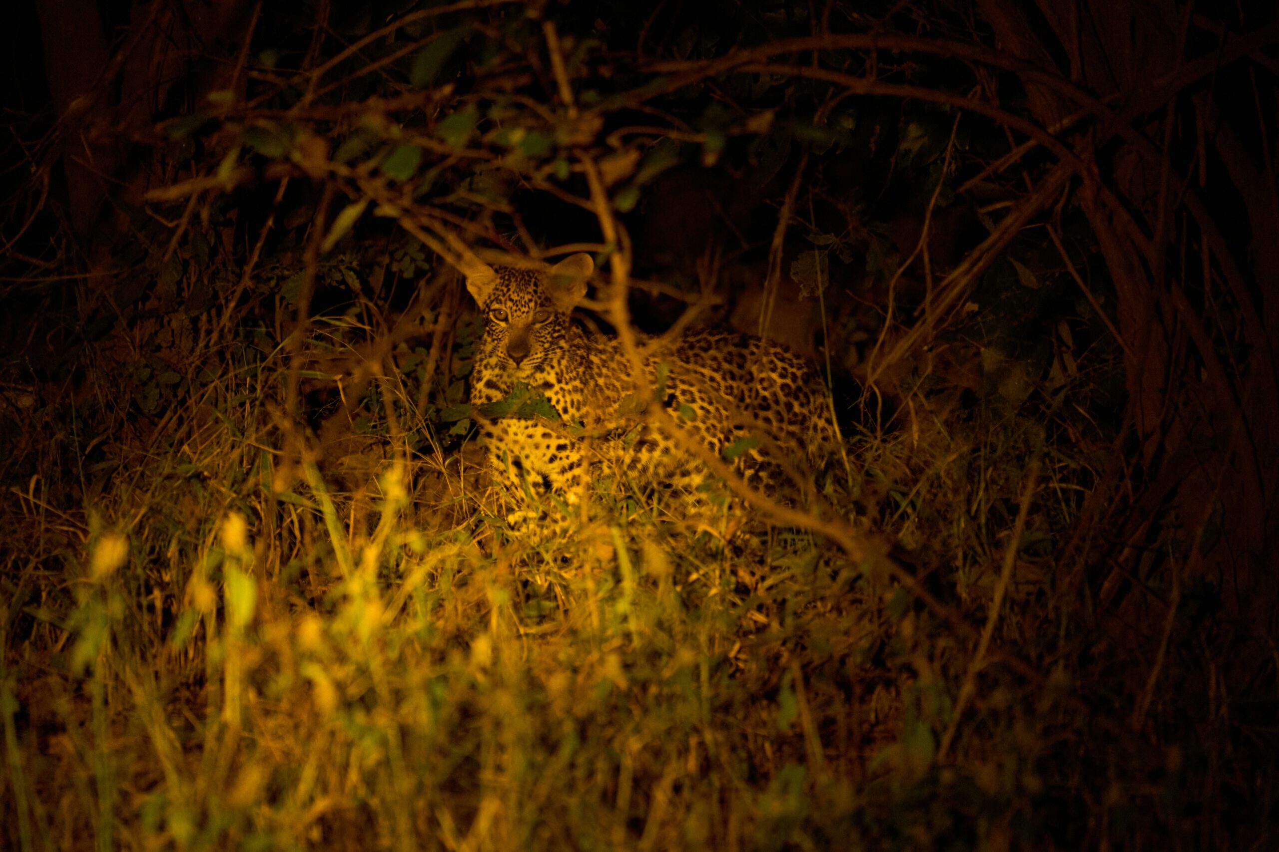 Night at Murchison Falls