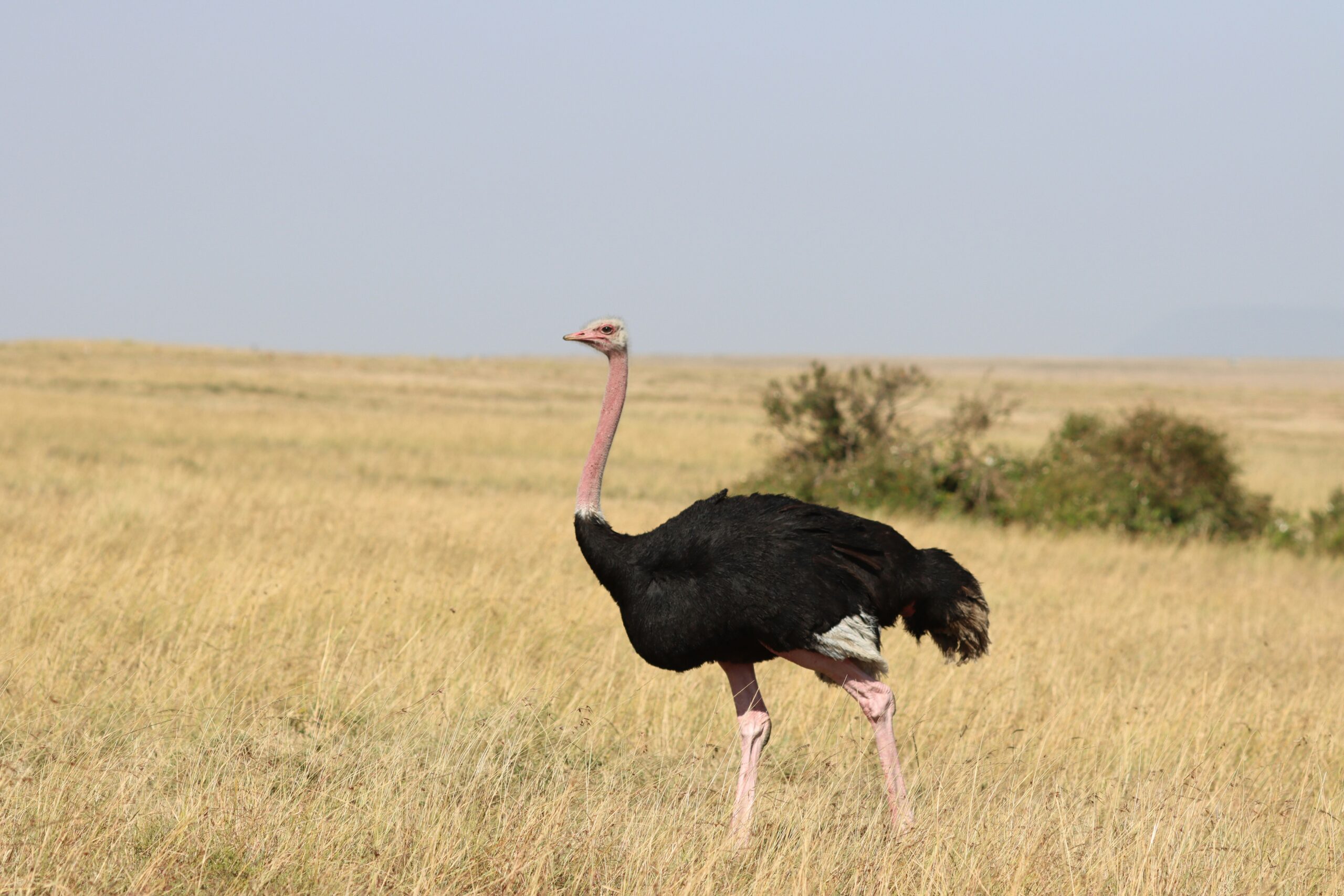 Kidepo Valley wildlife