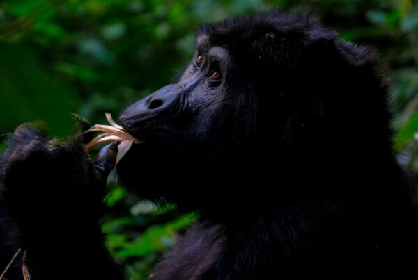 Bwindi Gorilla Permit