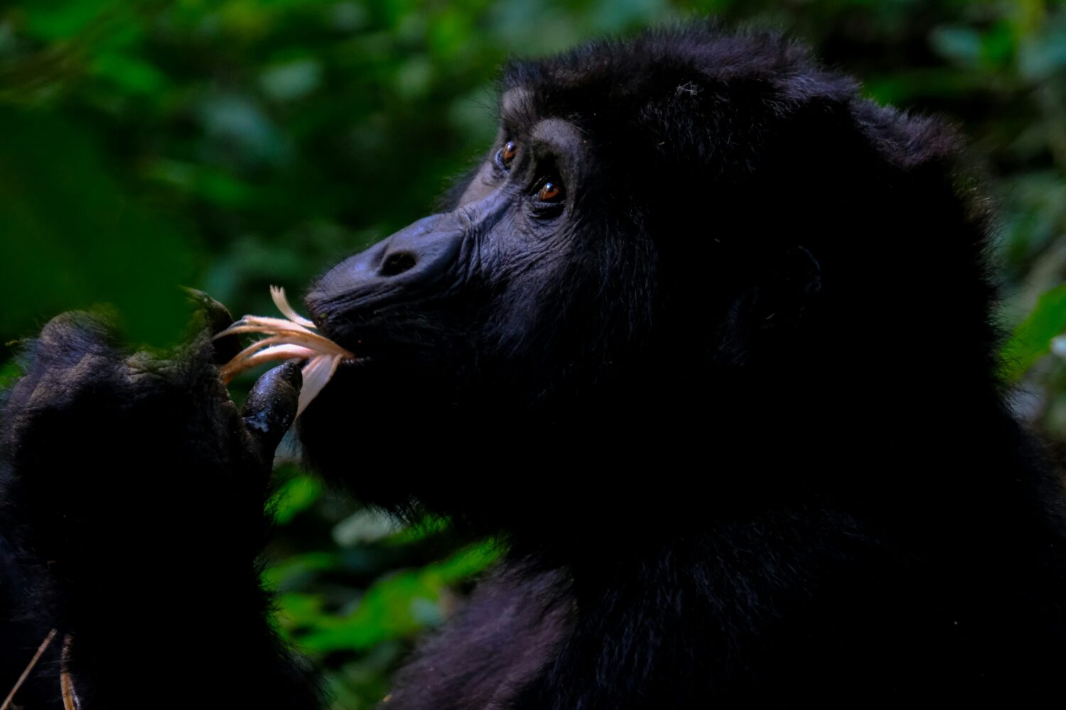 Bwindi Gorilla Permit