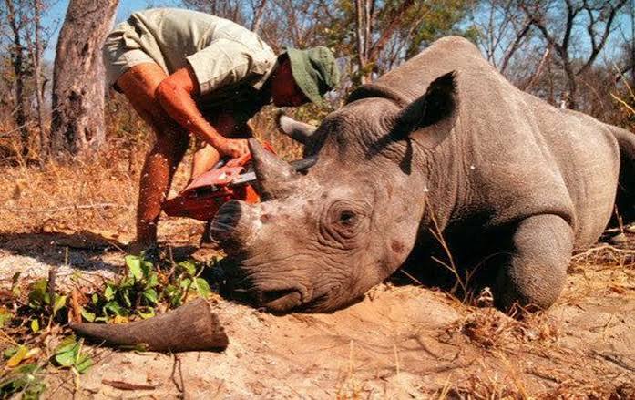 Anti-Poaching Efforts Uganda