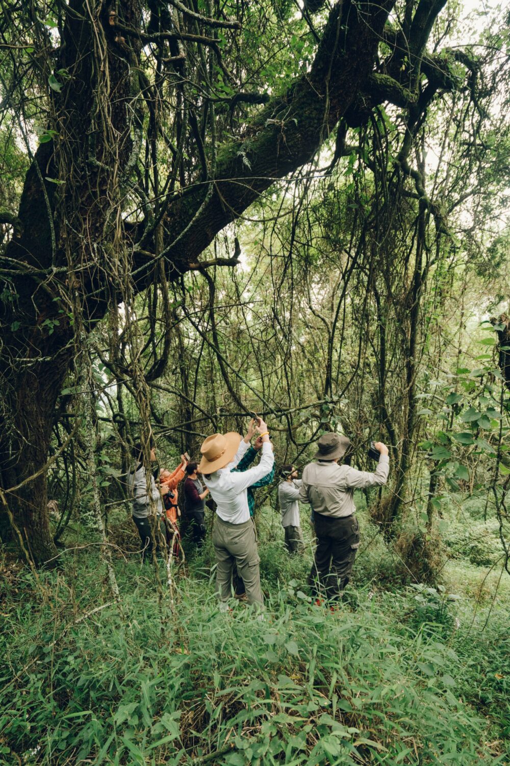 Gorilla Research Uganda