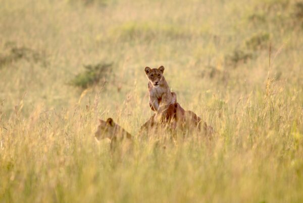 Murchison Falls Park Rules
