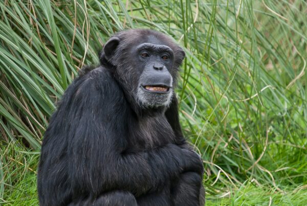 Queen Elizabeth chimpanzee tracking