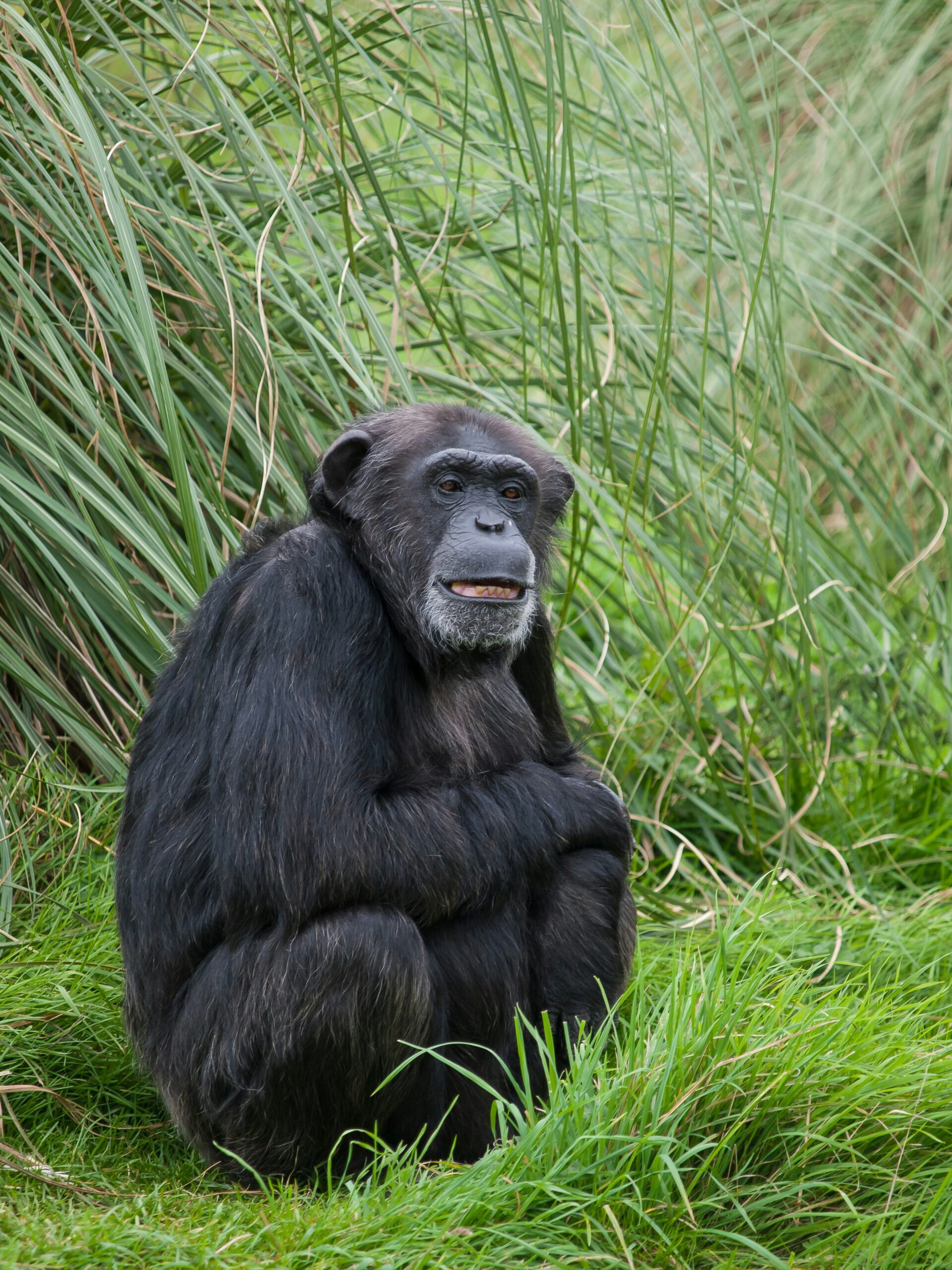 Queen Elizabeth chimpanzee tracking