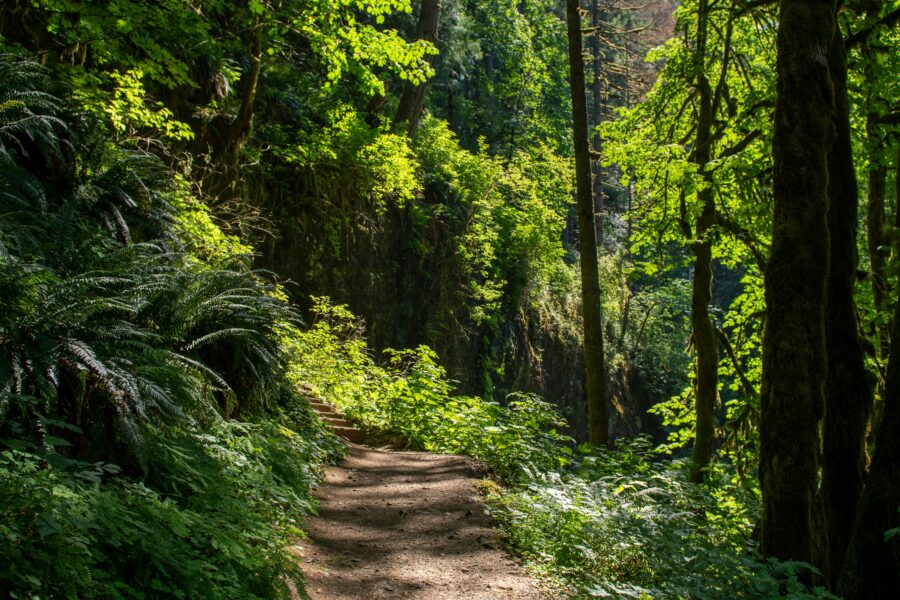 Batwa Trail Mgahinga